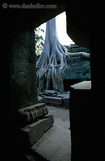 tree-roots-draping-wall-15.jpg