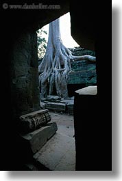 images/Asia/Cambodia/TaPromh/Roots/tree-roots-draping-wall-15.jpg