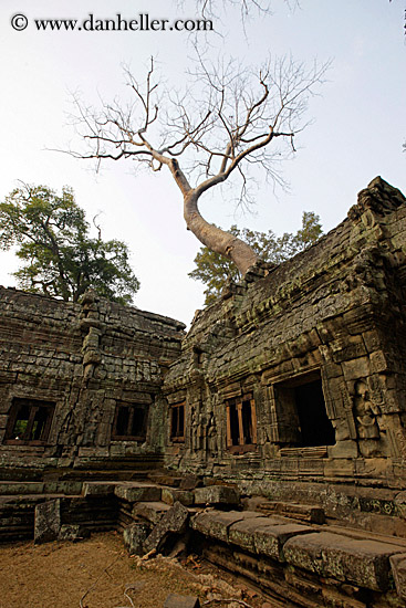 tree-on-top-of-temple-01.jpg