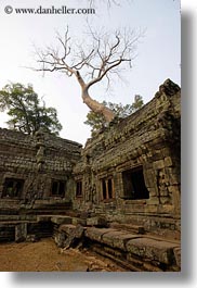 asia, cambodia, ta promh, temples, tops, trees, vertical, photograph