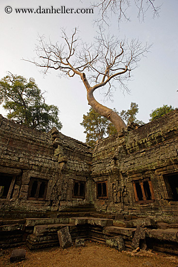 tree-on-top-of-temple-02.jpg