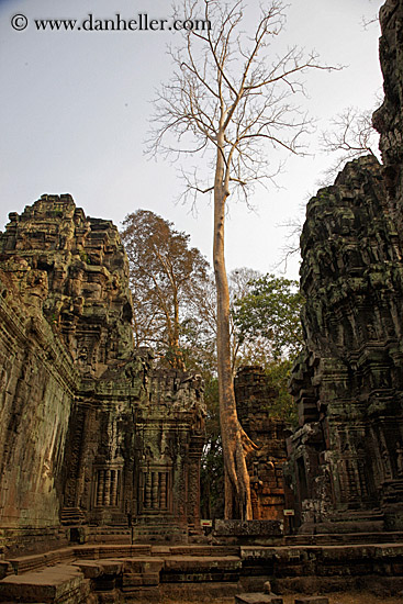 tree-on-top-of-temple-03.jpg