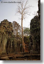 asia, cambodia, ta promh, temples, tops, trees, vertical, photograph