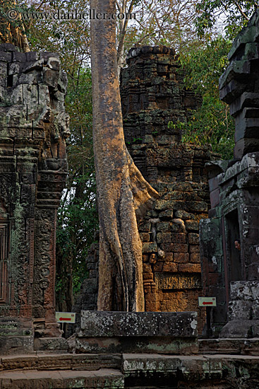 tree-on-top-of-temple-04.jpg