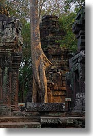 asia, cambodia, ta promh, temples, tops, trees, vertical, photograph