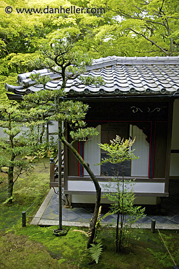 zen-tree-n-temple.jpg