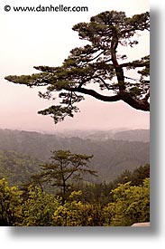 asia, japan, japanese, kyoto, miho museum, pines, red, trees, vertical, photograph