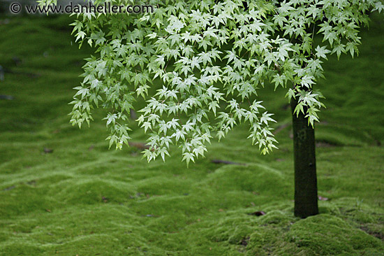 japanese-maple-1.jpg