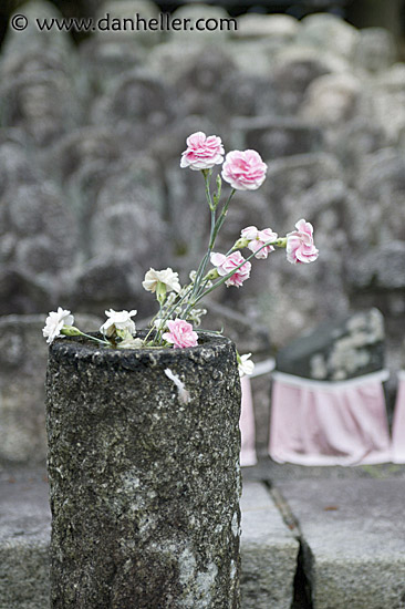 pink-carnations-1.jpg