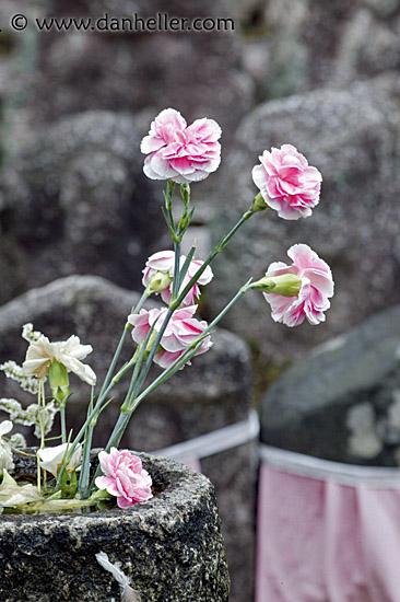 pink-carnations-2.jpg