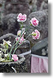 asia, carnations, flowers, japan, pink, vertical, photograph