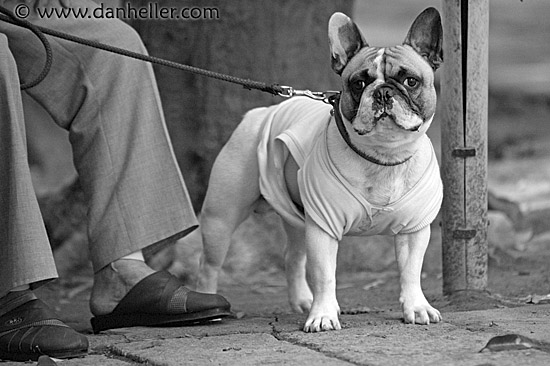 lil-bulldog-bw.jpg