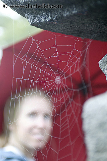 spider-web-1.jpg