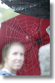 asia, japan, spider, vertical, web, photograph