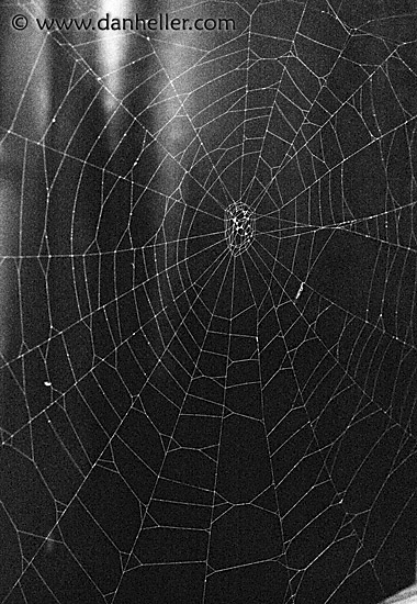 spider-web-2.jpg