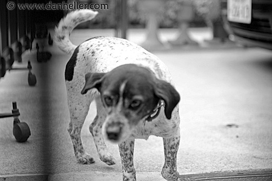 weird-dog-bw-1.jpg