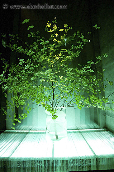 underlit-tree.jpg