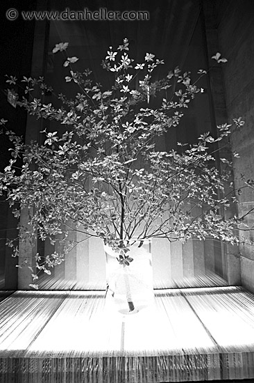 underlit-tree-bw.jpg