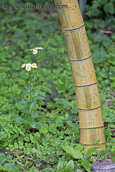 bamboo-n-flower.jpg