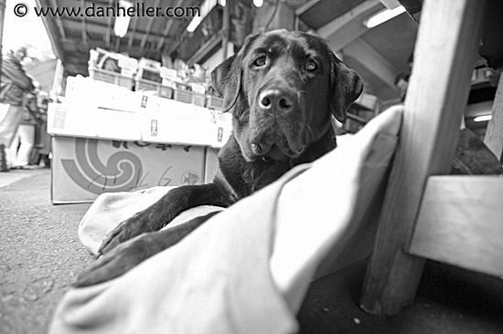 black-lab-bw.jpg