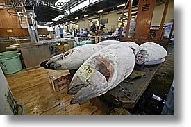 asia, horizontal, japan, kanto, seafood, tokyo, tsukiji market, photograph