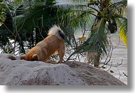 animals, asia, digging, dirt, dogs, horizontal, laos, luang prabang, piles, photograph