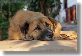 animals, asia, dogs, horizontal, laos, luang prabang, walls, photograph