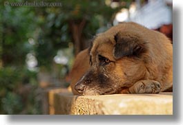 animals, asia, dogs, horizontal, laos, luang prabang, walls, photograph