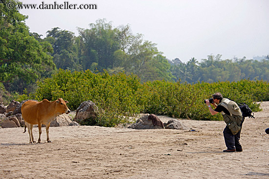 man-photographing-cow.jpg