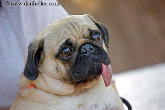 pug-dog-w-long-tongue.jpg