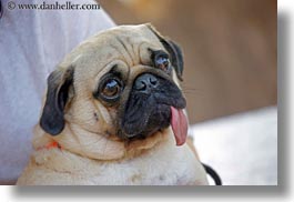 animals, asia, dogs, horizontal, laos, long, luang prabang, pug, tongues, photograph