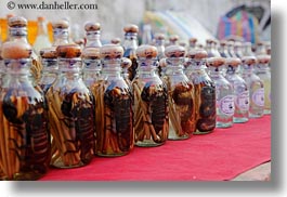 animals, asia, bottles, horizontal, laos, luang prabang, scorpion, photograph