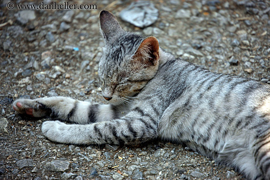sleeping-grey-cat.jpg