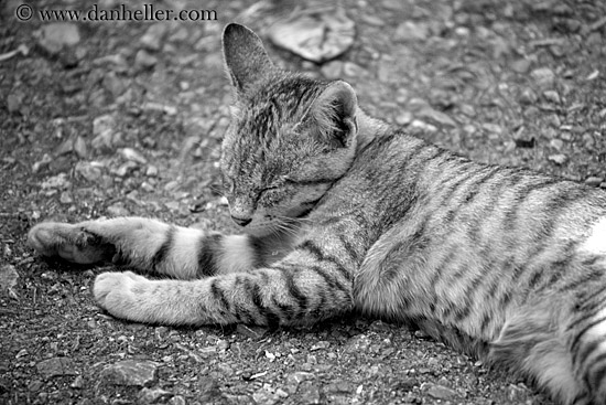 sleeping-grey-cat-bw.jpg