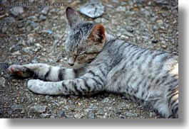 animals, asia, cats, grey, horizontal, laos, luang prabang, sleeping, photograph