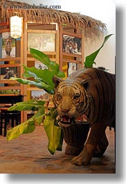 animals, asia, laos, luang prabang, stores, tigers, vertical, photograph