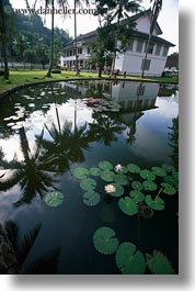 asia, buildings, laos, luang prabang, nature, palace, palm trees, plants, pond, trees, vertical, photograph
