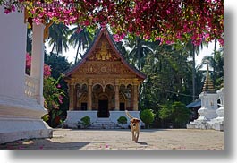 asia, bougainvilleas, buddhist, buildings, flowers, horizontal, laos, luang prabang, nature, paphaimisaiyaram, religious, temples, wat, photograph