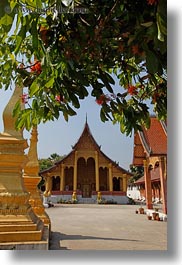 asia, branches, buddhist, buildings, laos, luang prabang, religious, temples, vertical, wat sene, photograph