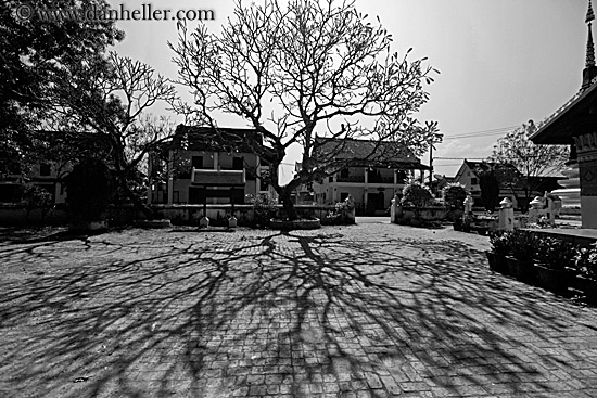 tree-shadows-n-houses-1-bw.jpg