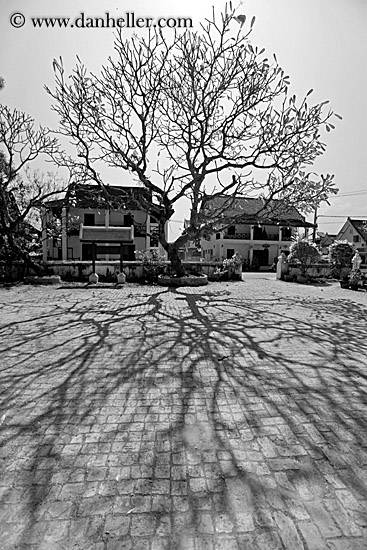 tree-shadows-n-houses-2-bw.jpg