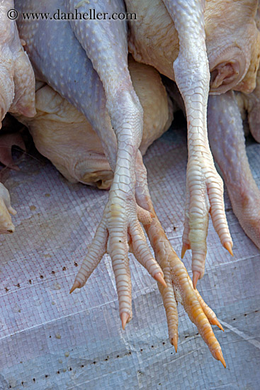 chicken-feet-2.jpg