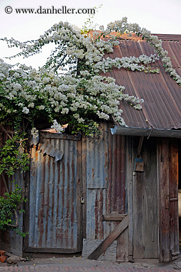 metal-door-n-white-flowers.jpg