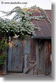 asia, doors, flowers, laos, luang prabang, metal, vertical, white, photograph