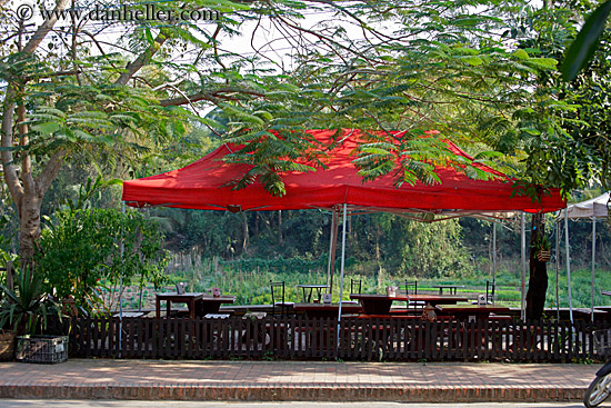 red-umbrella-n-trees.jpg
