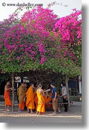 asia, asian, bougainvilleas, colors, flowers, laos, luang prabang, men, monks, oranges, people, under, vertical, photograph