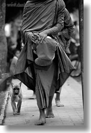 asia, asian, black and white, colors, dogs, laos, luang prabang, men, monks, oranges, people, procession, vertical, walking, photograph