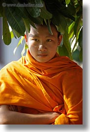 asia, asian, colors, laos, luang prabang, men, monks, oranges, people, singles, trees, under, vertical, photograph