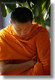 asia, asian, colors, laos, luang prabang, men, monks, oranges, people, singles, trees, under, vertical, photograph