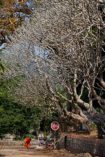monk-walking-under-barren-tree.jpg